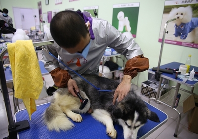 怎么知道哪家宠物美容学校好呢